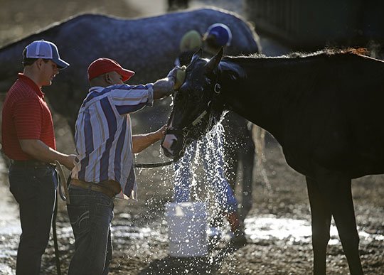 The Associated Press RINSE JOB: Arkansas Derby winner Classic Empire is washed after a workout Wednesday at Pimlico Race Course in Baltimore, site of the 142nd Preakness on Saturday. Classic Empire, last year’s male juvenile champion, placed fourth in the May 6 Kentucky Derby at Churchill Downs.