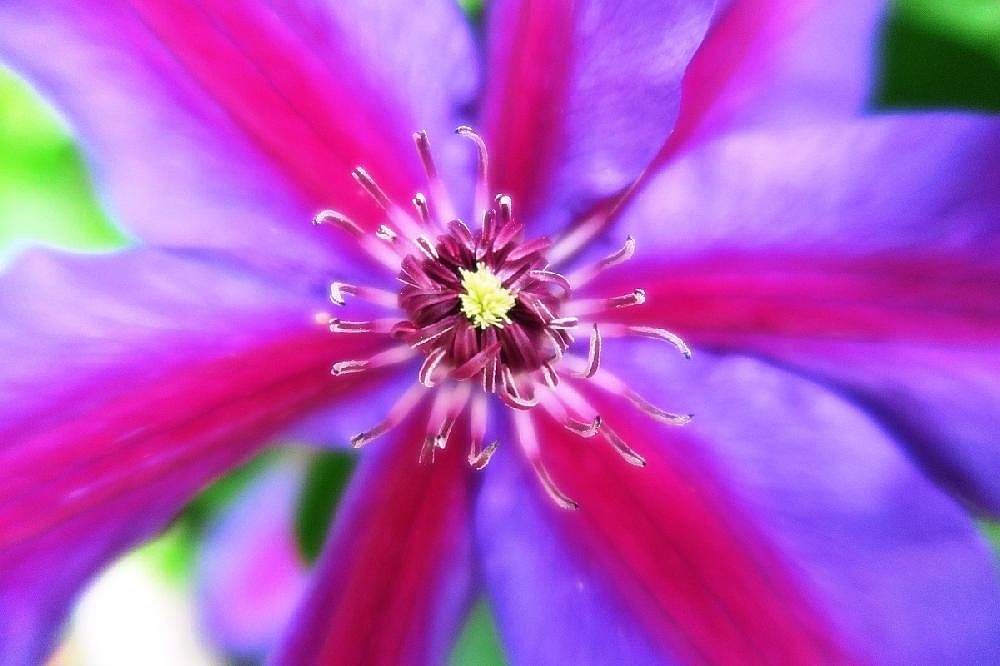 Vine art | Northwest Arkansas Democrat-Gazette