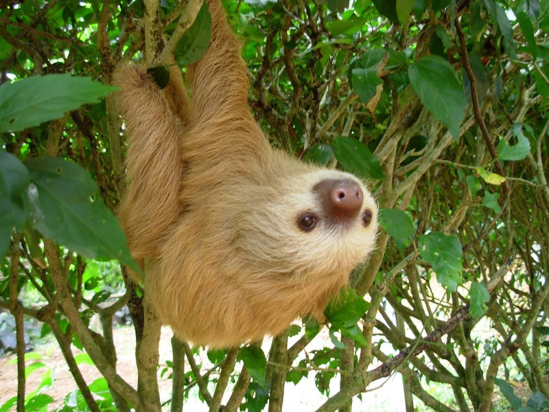 This adorable two-toed sloth is not to be confused with the insufferable three-toed variety.