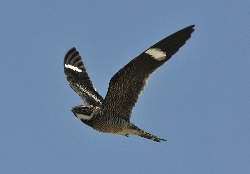 Nighthawks swoop and swerve on slender wings to ambush their insect prey, often in the late evening or night.