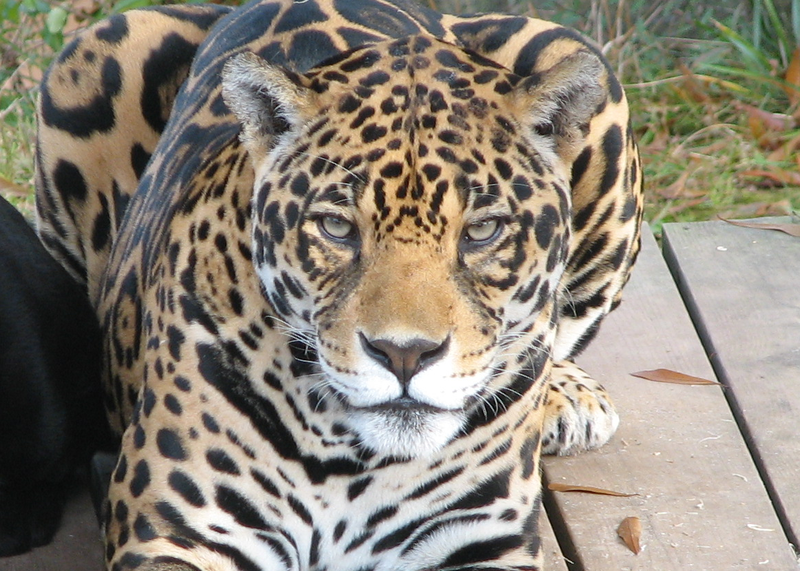Agave, one of the Little Rock Zoo's two jaguars, is shown in the photo provided by the zoo.