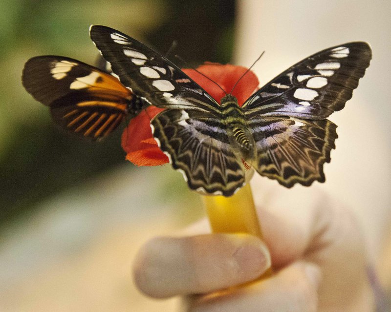 On any particular day there are from 1,500 to 2,000 butterflies out for viewing at the Butterfly Palace in Branson.