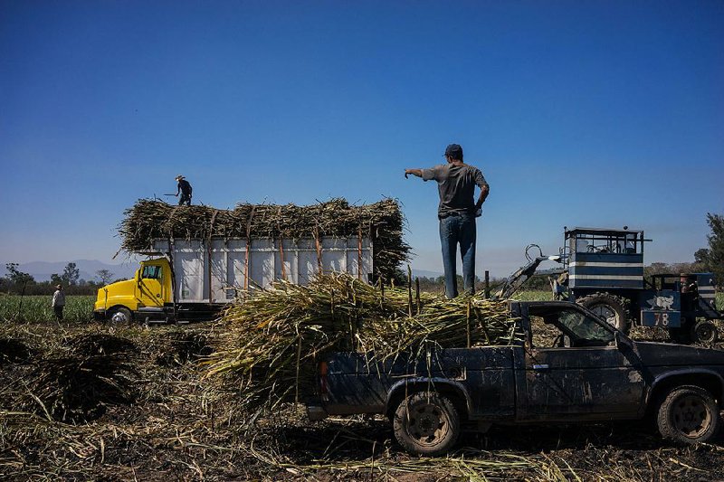 Workers harvest sugar cane earlier this month near San Cayetano, Mexico. 