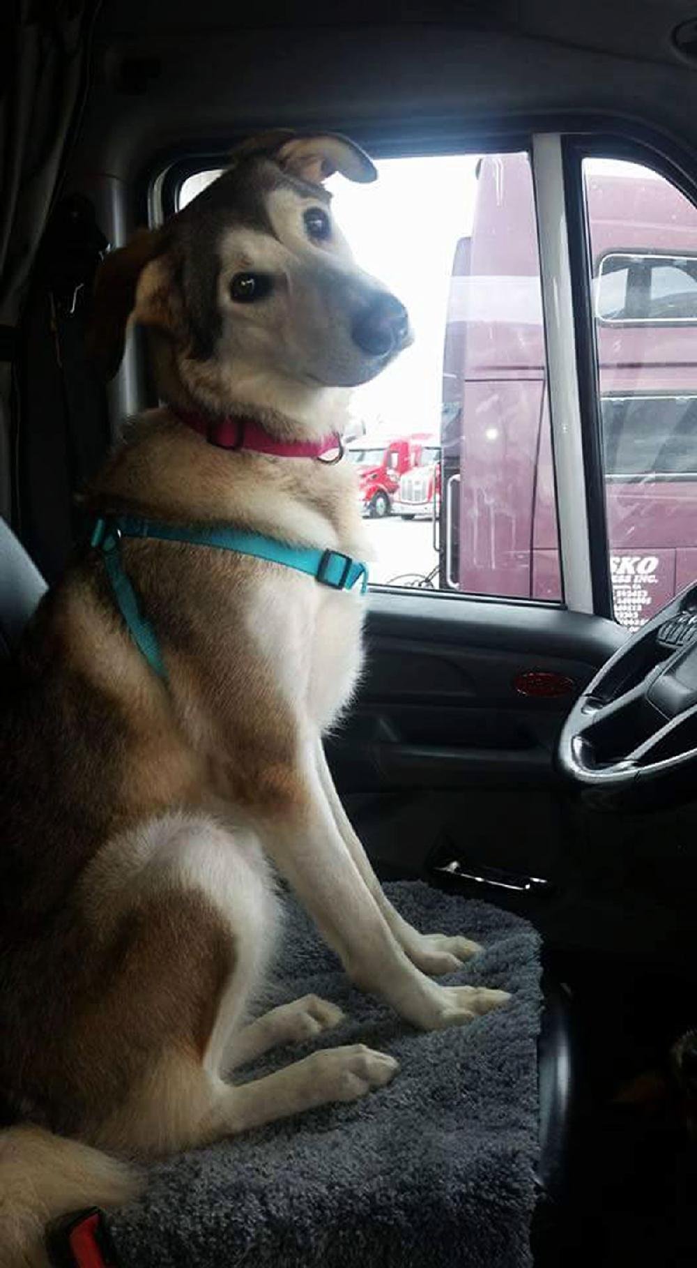 can truckers take their dogs on the truck