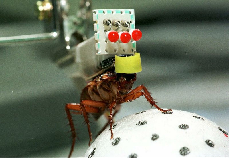 This horrific photo graphically displays a microprocessor implanted on a helpless cockroach. Humans should be ashamed. Fayetteville-born Otus the Head Cat’s award-winning column of humorous fabrication appears every Saturday.
