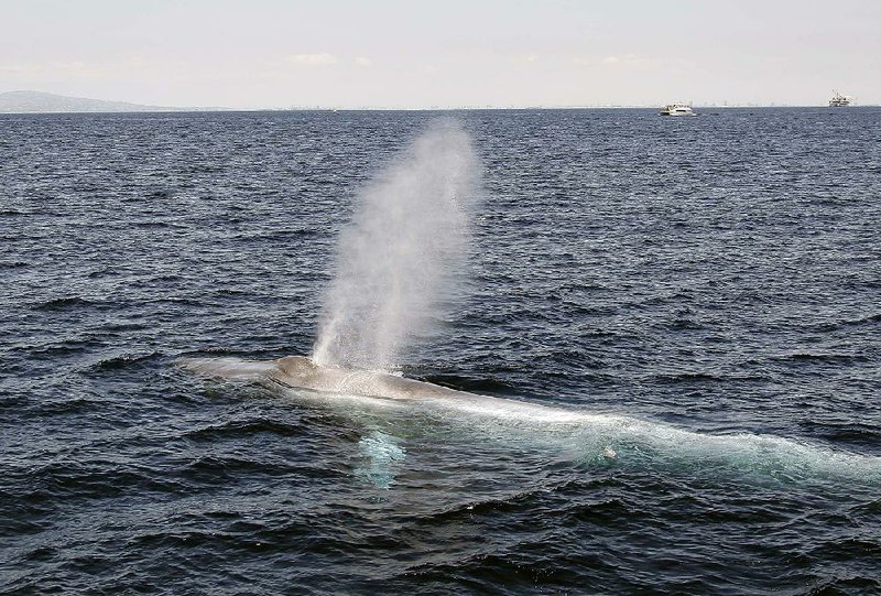 A great blue whale surfaces in Pacific Ocean waters near Long Beach, Calif., in 2014. The huge cetaceans can eat up to 2 tons of food in a day. 