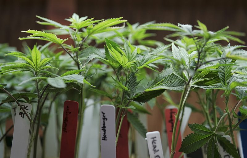 FILE - This April 15, 2017, file photo shows marijuana plants for sale at the ShowGrow dispensary, a medical marijuana provider in downtown Los Angeles. (AP Photo/Richard Vogel,File)