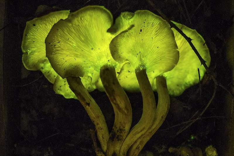 Forest dwelling jack-’o-lantern mushrooms 
