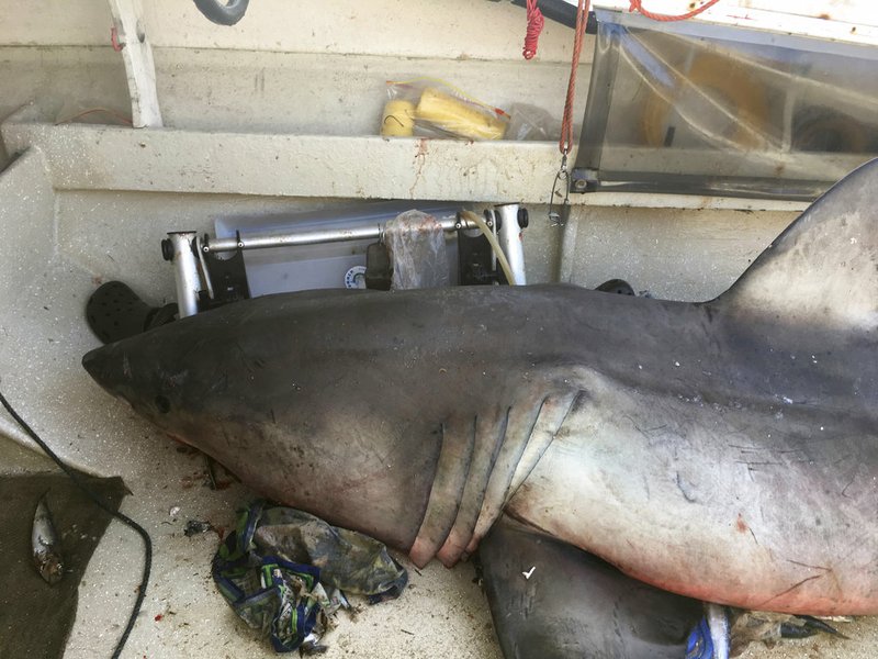 In this Sunday, May 28, 2017 photo released by Lance Fountain, a 2.7-meter (9-foot) great white shark lays on the deck of a fishing boat at Evans Head, Australia. Fisherman Terry Selwood said Monday, May 29, that he was left with a badly bruised and bleeding right arm where the airborne shark struck him with a pectoral fin as it landed on him on the deck. 