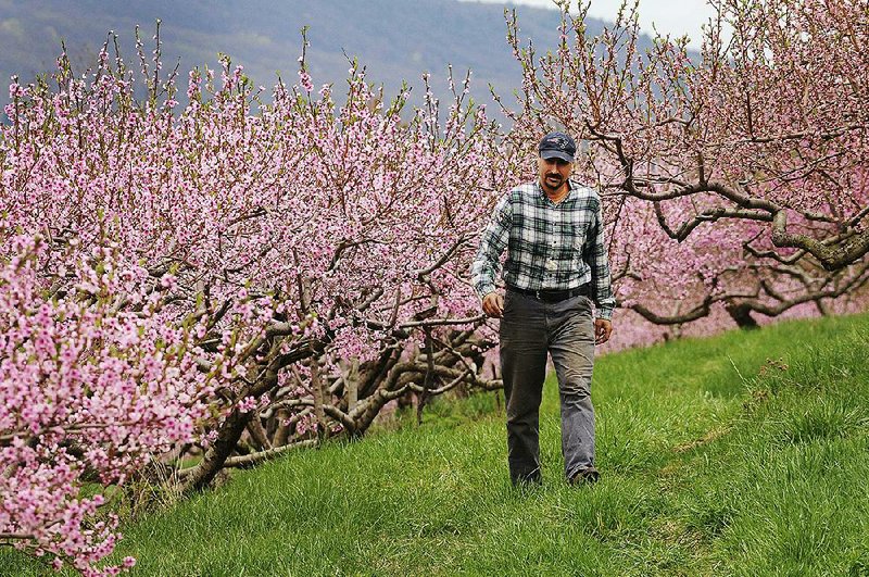 Peach trees were in full bloom April 27 in Deerfield, Mass. New England’s peach crop is looking great this year, but not so in South Carolina and Georgia. 