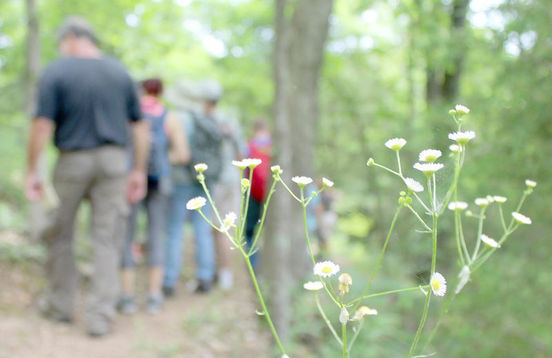 Keith Bryant/The Weekly Vista Hikers continue down the Back 40 trail beyond a Daisy Fleabane plant.