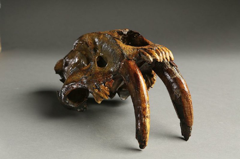 A saber-toothed tiger skull is just one of the oddities on display in the “Cabinet of Curiosities” exhibit at the Old State House Museum. The eclectic exhibit has been culled from a vast collection at the University of Arkansas.
