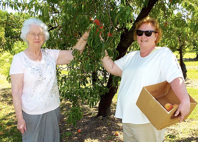 Evelyn Cope of Wichita Falls, Texas, and Debra Oliver of Siloam Springs were picking peaches from the branches of the trees at Taylor's Orchard on Friday morning, the opening day for the Orchard in Gentry. Customers can buy the fresh fruit in the stand or pick their own fruit in the orchard.