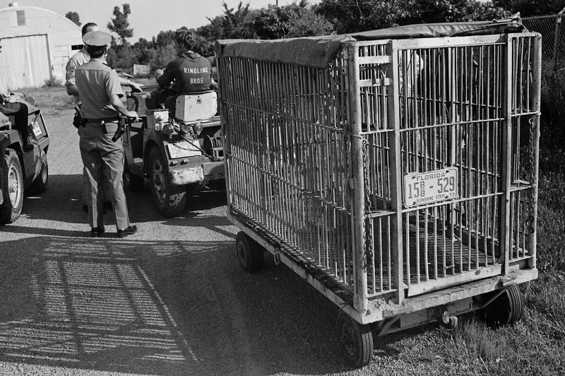 LION IN LITTLE ROCK 44 years ago, a circus lion escaped