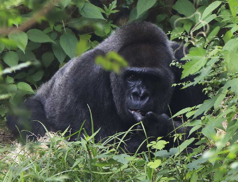 Trudy, the oldest known gorilla in North America, sits in the shade Saturday in her enclosure at the Little Rock Zoo before a birthday party in her honor. Her exact birthday is unknown, but she is 60 or 61 years old.