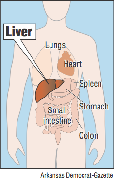Graphic showing the location of the liver in the human body
