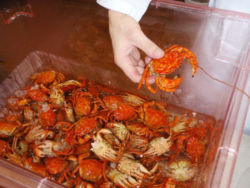 Food scientist Joseph Galetti holds a fully cooked green crab in Orono, Maine, in this photo provided by Galetti. A team of researchers is working to create foods that include the invasive crabs to give fishermen an incentive to catch them.