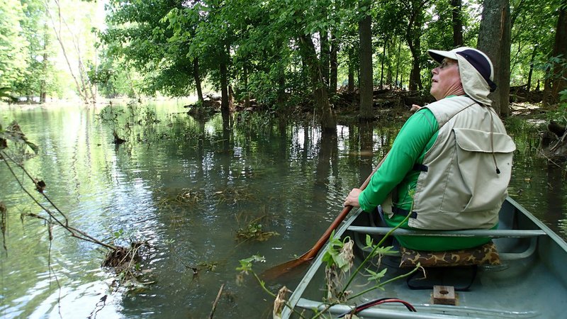 Joe Neal paddles quietly while listening to birds May 26 in a swamp where the War Eagle River joins Beaver Lake. A lowland two miles downstream from War Eagle Mill becomes acres of swamp when the lake is high.