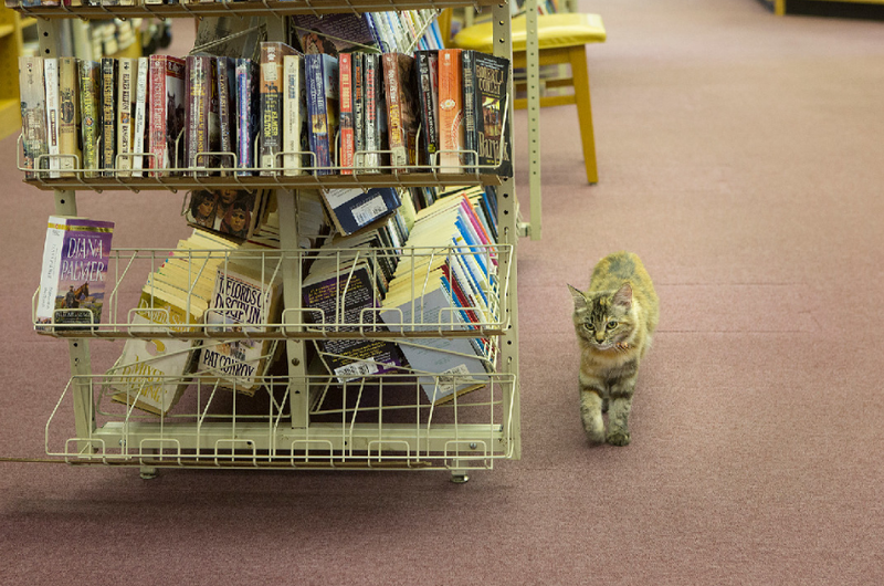 Madeline struts down the aisle at Ashdown Community Library. (Photo by Evan Lewis /Texarkana Gazette.)