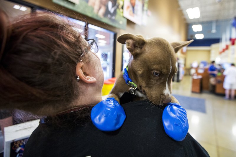 Morgan Reed, a promotions assistant for KSLX, plays with a puppy wearing elastic booties at a PetSmart in Tempe, Ariz. on Tuesday, June 20, 2017. Phoenix radio station KSLX handed out the protective coverings to protect dogs' paws from the hot pavement, as temperatures in Phoenix are forecasted to hit 120 degrees. (AP Photo/Angie Wang)
