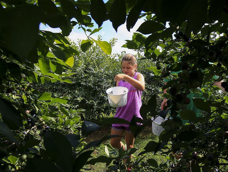 Berry pickers on Wye Mountain can help others by filling their pails with blueberries and blackberries 9 a.m.-noon Saturday. The Roland Crisis Closet food bank will receive $2 for every gallon of berries picked. Call (501) 330-1906.