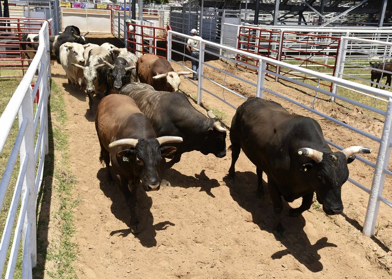 NWA Democrat-Gazette/FLIP PUTTHOFF Bulls are delivered Wednesday to Parsons Stadium in Springdale for the Rodeo of the Ozarks.
