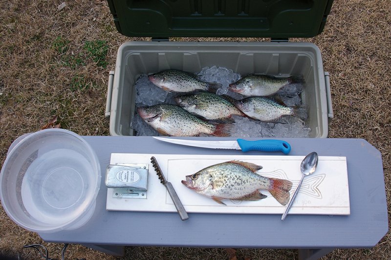 For freshness, keep the panfish you catch on ice until ready to clean them. Tools for cleaning include a fillet or cutting board, a sharp knife and a bowl for the prepared fish.