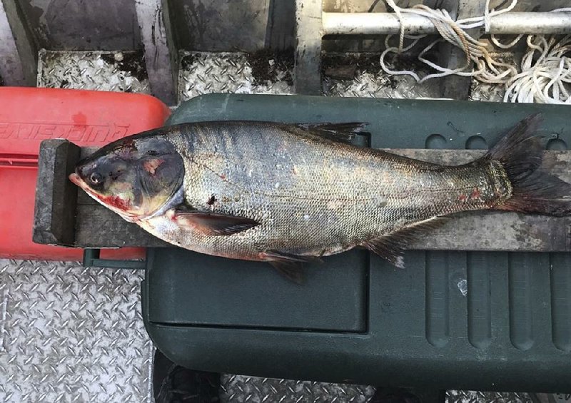 This photo provided by the Illinois Department of Natural Resources shows a silver carp that was caught Thursday in a Chicago waterway, about 9 miles from Lake Michigan.