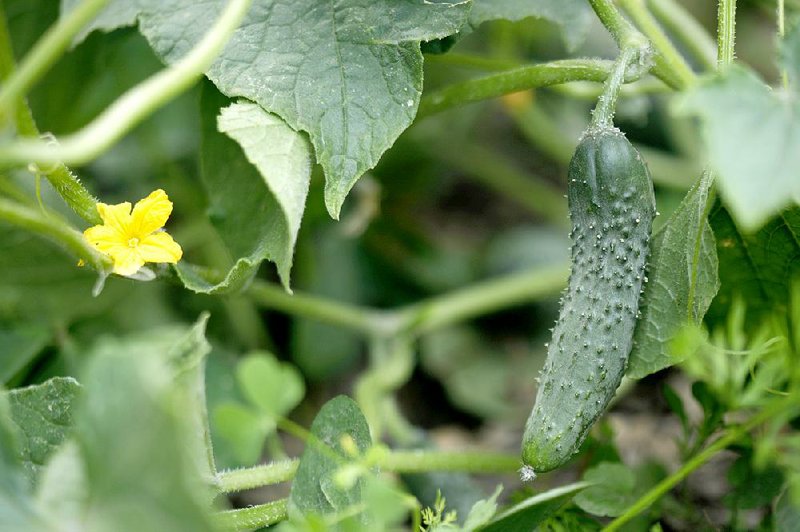 Cucumber plants bear female and male flowers, but only the female flowers yield cucumber fruits.