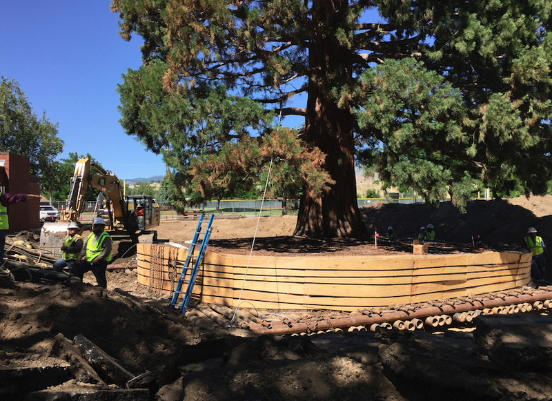 Workers build a burlap, plywood and steel-pipe structure to contain the rootball so they can move the roughly 100-foot sequoia tree in Boise, Idaho, Thursday, June 22, 2017. The sequoia tree sent more than a century ago by naturalist John Muir to Idaho and planted in a Boise medical doctor's yard has become an obstacle to progress. So the 98-foot (30-meter) sequoia planted in 1912 and that's in the way of a Boise hospital's expansion is being uprooted and moved about a block to city property this weekend. 