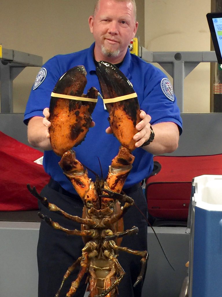 This Sunday, June 26, 2017, photo provided by Transportation Security Administration shows a TSA agent holding a live lobster that weighs roughly 20 pounds at Boston's Logan International Airport. 