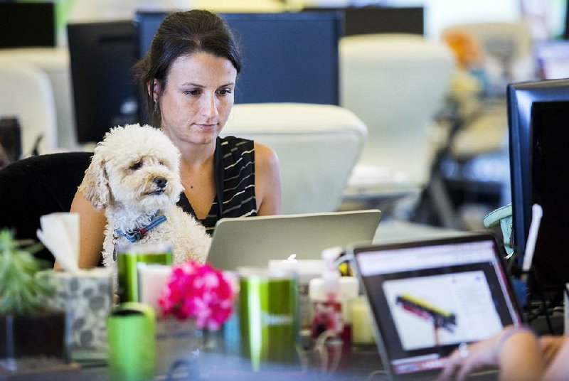 Baxter, a maltipoo, sits in the lap of Brandi Mikula while she works at Collective Bias in Rogers. 