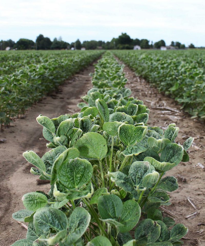 Soybean plants in a ÿeld at Yarbro in Mississippi County show signs of dicamba damage. The herbicide, effective on invasive pigweed, can damage soybean plants that aren’t genetically modiÿed to be resistant. 