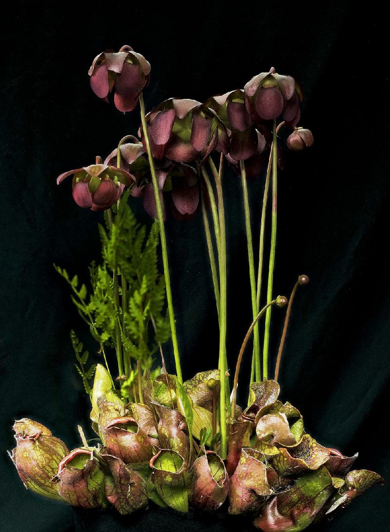 Pitcher plants are carnivorous bog plants found from the Gulf Coast to Hudson Bay. They are named for the tubular leaves that contain insect-digesting enzymes. But the fl owers are just as bizarre. These are the blooms of the purple pitcher plant.