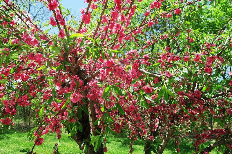 Pretty blooms tempt many gardeners to plant high-maintenance peach trees.
