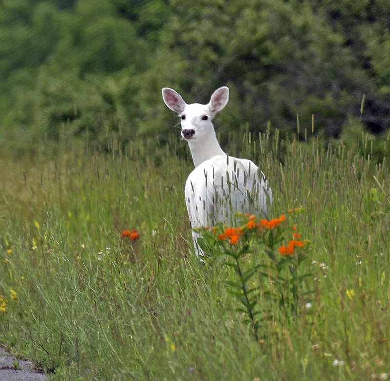 PHOTO Rare white deer herd open to public view beginning this fall