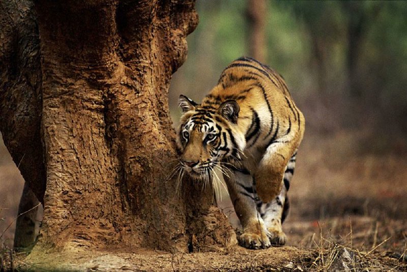 A tigress stalks in Rajasthan, India, in this photo from the Emmy-winning series Planet Earth — a documentary that parents can watch with their children this summer.