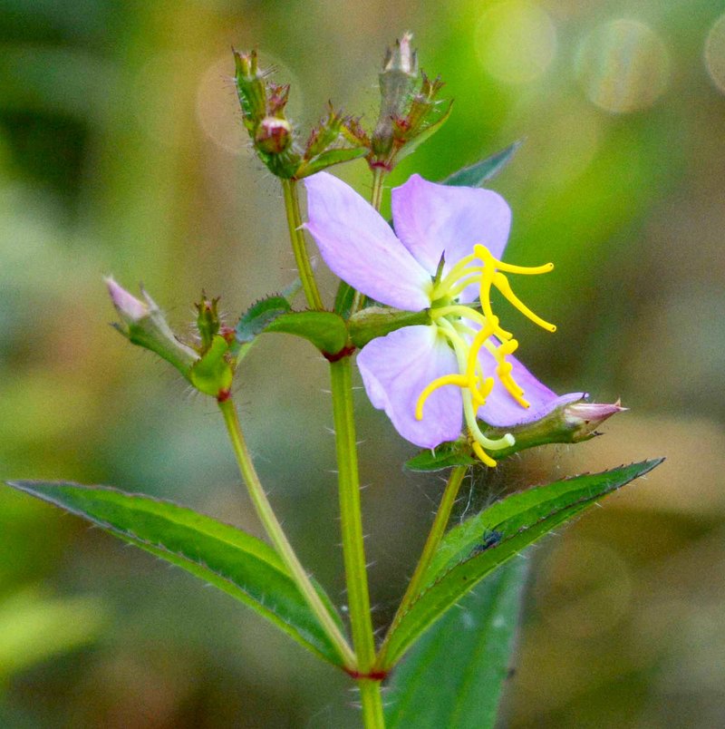 Photo by Terry Stanfill A meadow beauty blooms in the small prairie plot west of the Gentry city park on June 25. Though the area was mowed, some of the wildflowers are still blooming this summer.