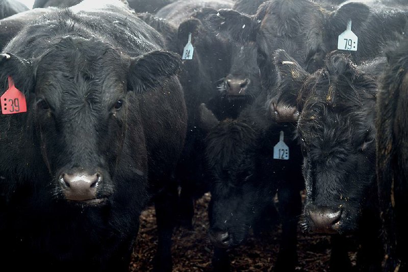 Black Angus cattle are ready for auction at the Muskingum County Livestock Co. in Zanesville, Ohio, in this file photo. Wal-Mart Stores Inc. is now selling USDA certified Angus products in its stores nationwide. 