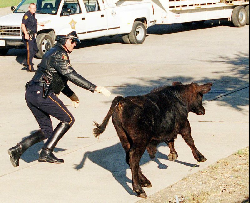 Cleburne County Deputy Sheriff Christopher Ryan attempts to capture a feral cow outside the county jail on South Ninth Street on Tuesday. The animal, which rammed his motorcycle, had to be put down. Fayetteville-born Otus the Head Cat’s award-winning column of humorous fabrication appears every Saturday.
