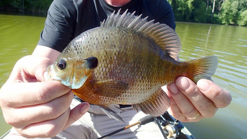 Plump, hard-fighting bluegill had an appetite for worms late in June at Lake Hindsville in western Madison County. Fishing that day was better on the upper end of the lake.