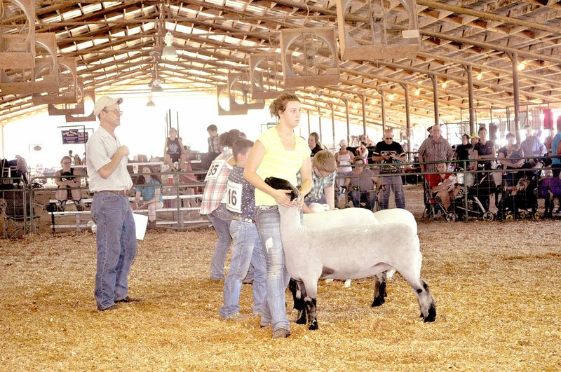 RACHEL DICKERSON/MCDONALD COUNTY PRESS Youth showed their sheep at the McDonald County Fair last week. The grand champion was shown by Bailey Louden, and the reserve grand champion was shown by Tate O&#8217;Brien.