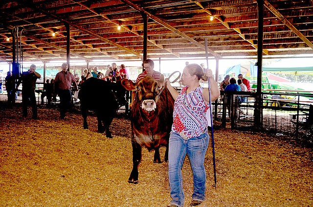 File photo Youth showed their beef cattle at the McDonald County Fair in 2016.