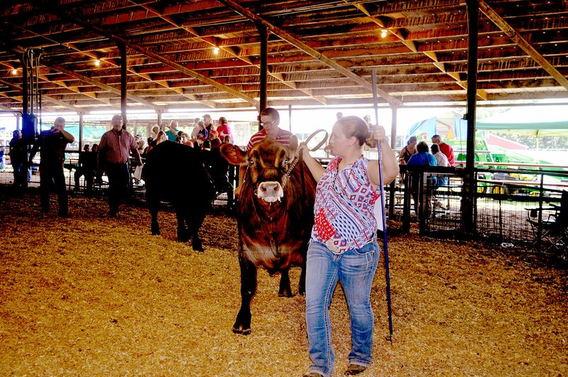 File photo Youth showed their beef cattle at the McDonald County Fair in 2016.