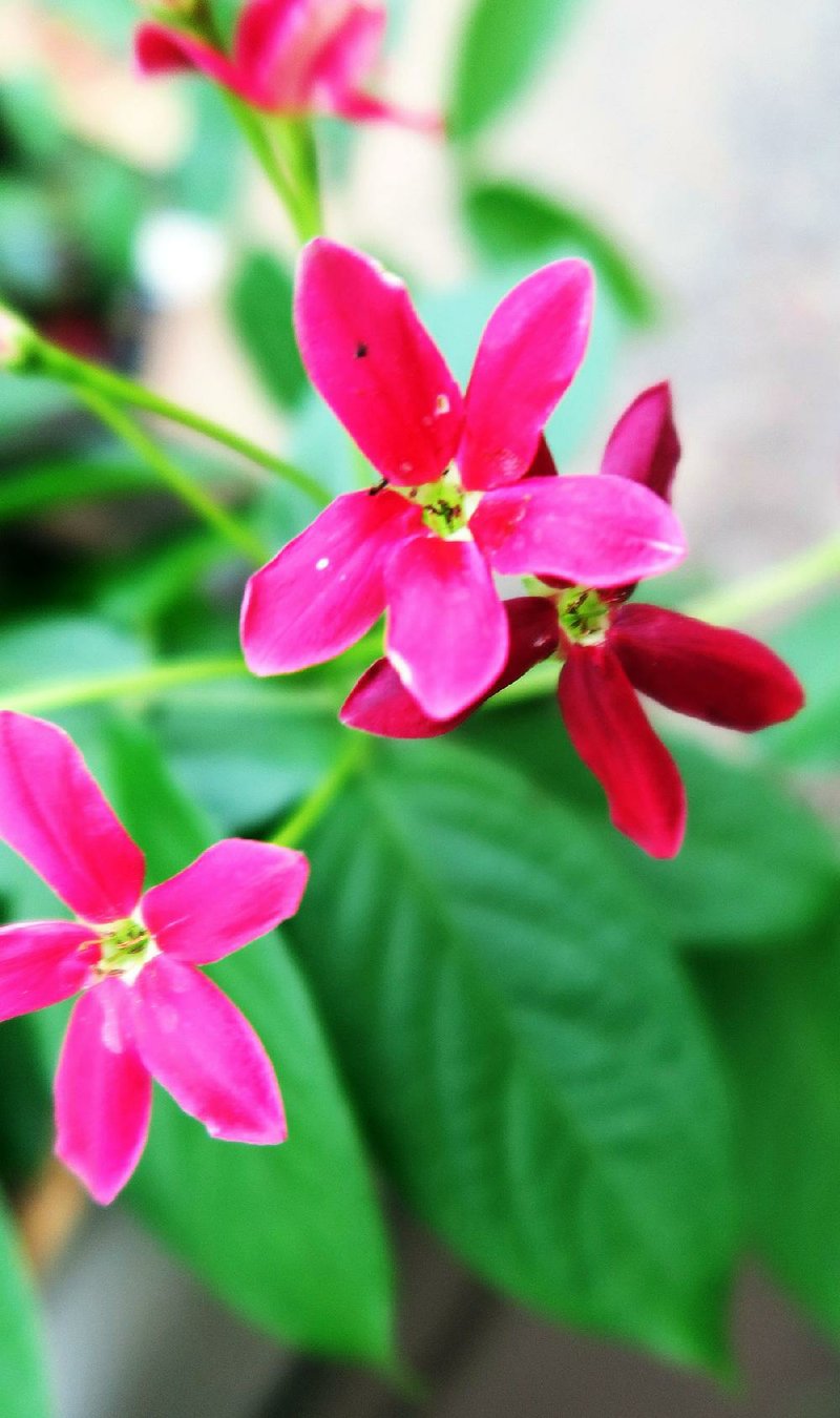 Rangoon creeper is a tropical vine with star-shape blooms whose colors change from white to deep pink as they age.