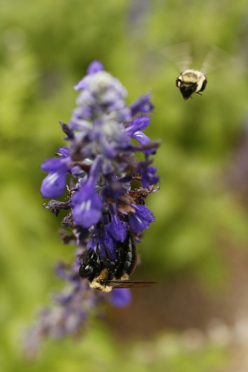 Bees collect pollen from the flowers of a salvia mystic spires plant during an open house at the University of Georgia Trial Gardens in Athens, Ga., on Saturday. China-owned Syngenta AG continues to defend its neonicotinoid pesticides that several studies show are linked to bee deaths.   