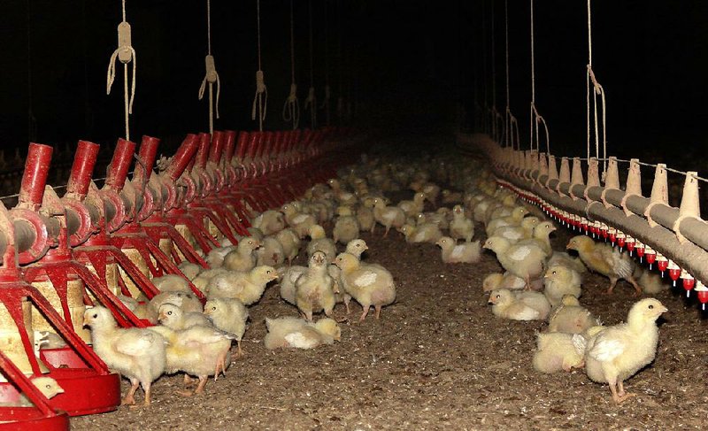 Nine-day-old chicks eat a mix of corn and soybean and drink water inside a chicken house north of Plumerville in June. “Slow-growth” chicken production was a topic this week at the Chicken Marketing Summit in Asheville, N.C.  