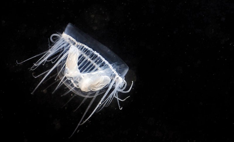 The freshwater jellyfish, like its saltwater relatives, has an umbrella-shaped body with tentacles that help the jellyfish capture its prey.