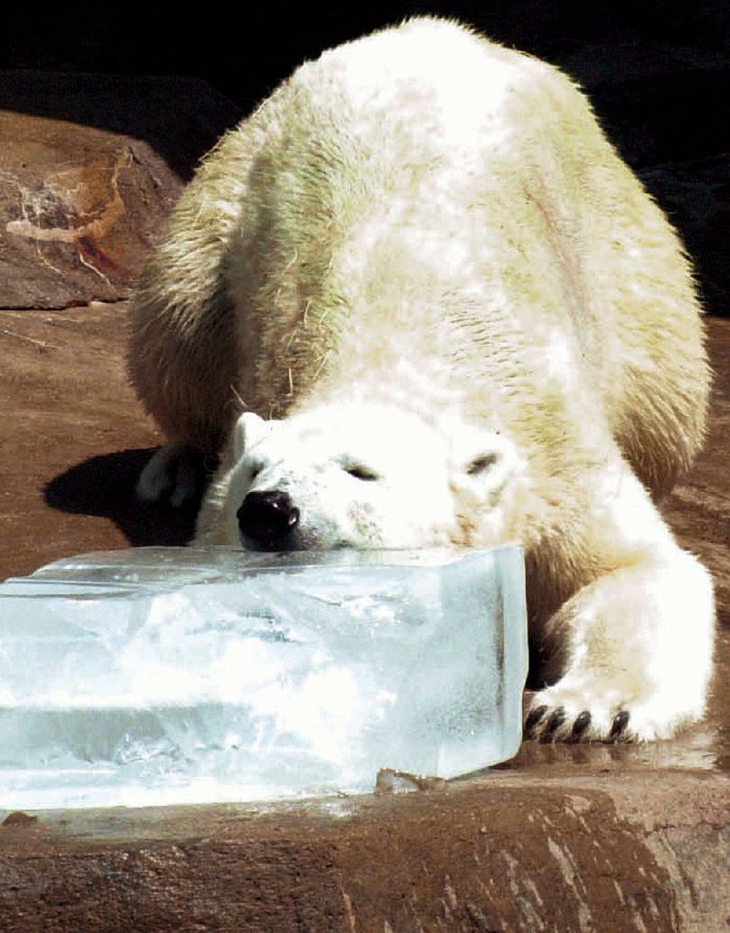 Arki, the polar bear at the Little Rock Zoo, cools off with a block of ice. If you try this, put down some towels first.Fayetteville-born Otus the Head Cat’s award-winning column of humorous fabrication appears every Saturday.