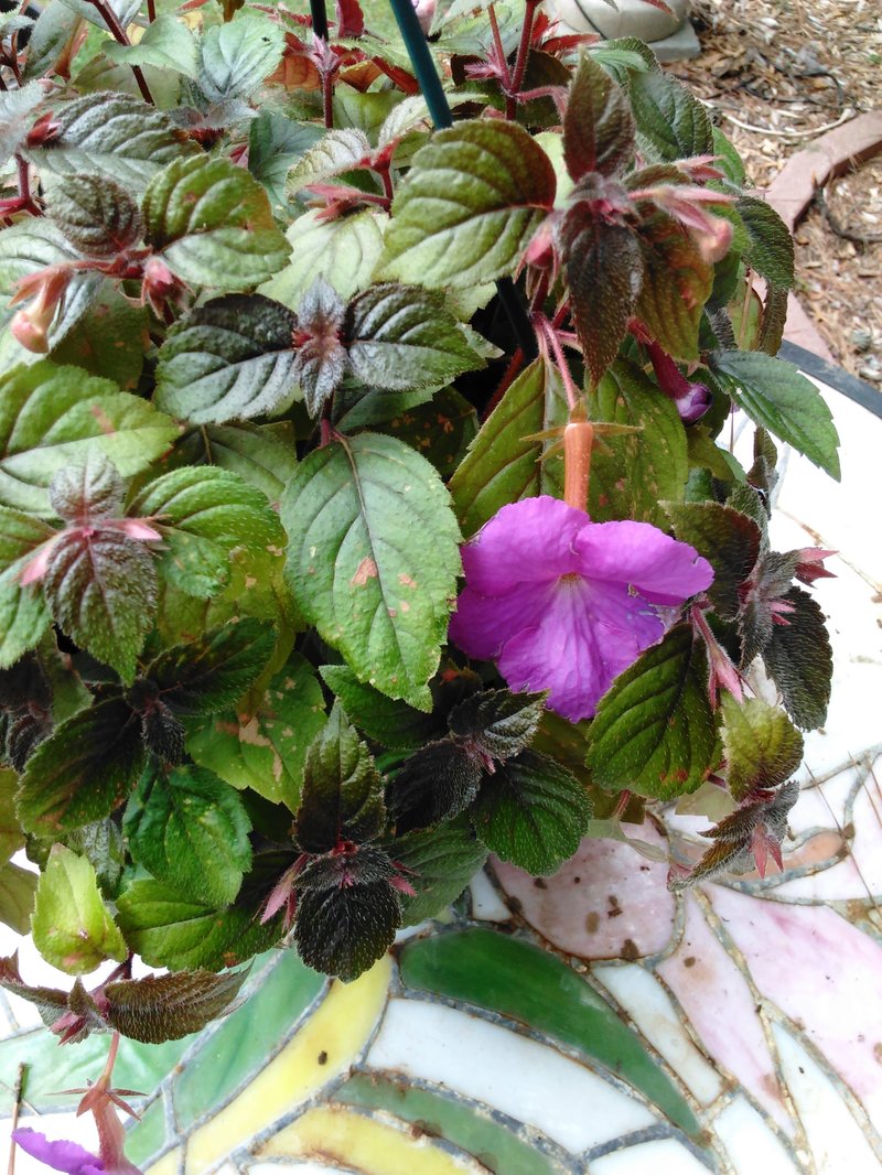 Old-fashioned achimenes are related to African violets.